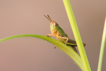 Wiesengrash&uuml;pfer (Chorthippus dorsatus)
