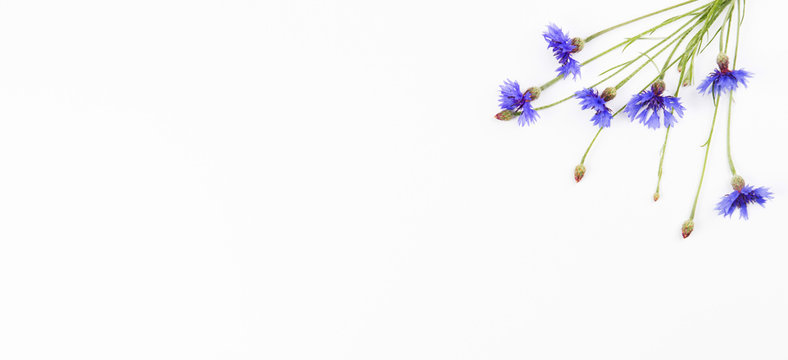 Blue cornflower frame on white background