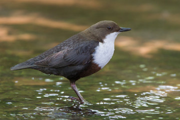 Wasseramsel (Cinclus cinclus)