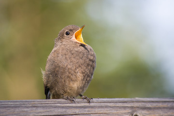 Junger Hausrotschwanz