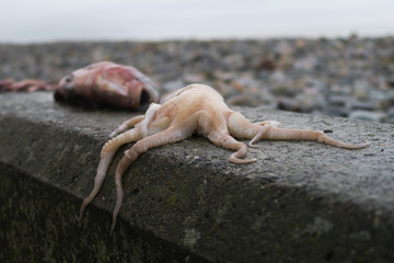 Dead flaccid Octpus with slimy tentacles hanging over edge of stone wall at the beach - Fish with open mouth in background