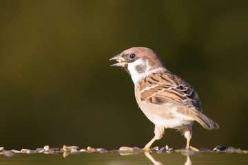 Feldsperling (Passer montanus)