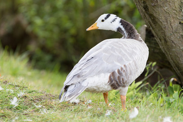 Streifengans (Anser indicus)