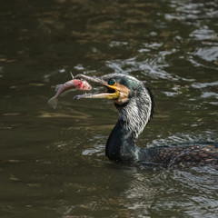 Portrait of an adult great cormorant with a fish, The Netherlands