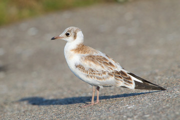 Lachmöwe (Larus ridibundus)