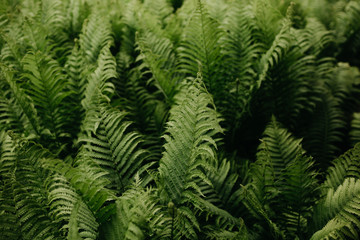 Fototapeta na wymiar Cluster of Ferns in a Garden