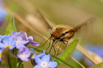 großer wollschweber