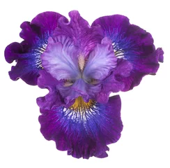 Crédence en verre imprimé Iris fleur d& 39 iris isolé