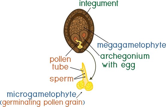 Structure of megagametophyte and germinating pollen grain of pine with titles. Female and male gametophytes