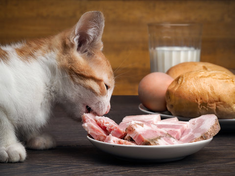 The cat steals food from the table. Kitten eats ham from a plate
