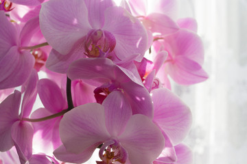 Fototapeta premium Orchid room in the morning