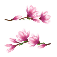 Pink magnolia flowers. Realistic vector brush illustration of two blooming magnolia branches isolated on white background. - obrazy, fototapety, plakaty