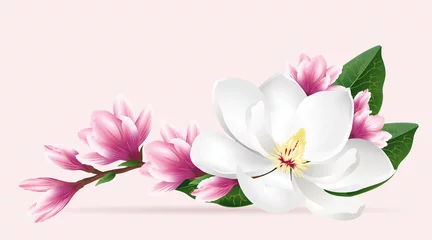 Foto op Canvas Pink magnolia flowers. Realistic vector brush illustration of two blloming magnolia branches isolated on light background. © Татьяна Любимова