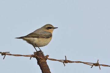 Northern Wheatear or Wheatear - Oenanthe oenanthe, Crete 