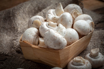 Freshly harvested mushrooms.