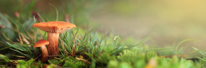 Fungus orange in the sunset