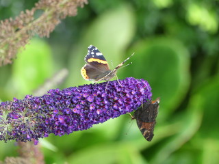 Schmetterlinge an Schmetterlingsflieder 5