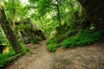 Forest path through the rocks