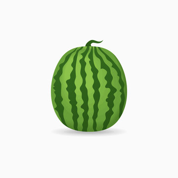 Whole watermelon isolated on white background. Vector illustration.