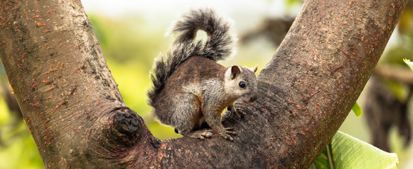 Eichhörnchen in Astgabel
