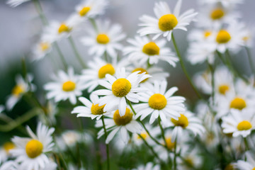 Obraz premium Chamomile
