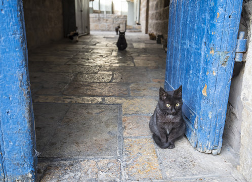 Cats in Jerusalem