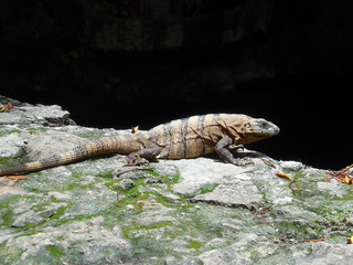 Gros plan d'un iguane, Mexique