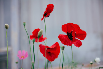 Fototapeta premium Scarlet Poppies