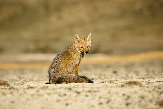 Patagonia fox in desert