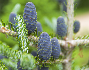 Cones on a spruce tree