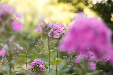 Purple phloxes flowers close up