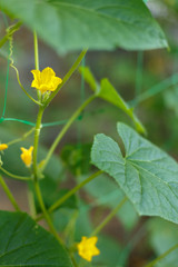 Cucumber flower on the bush