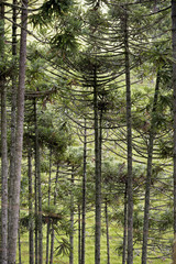 Brazilian pine forest