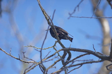 a bird starling sits on a tree branch