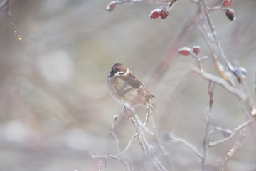 sparrow among the icy branches of wild rose in winter