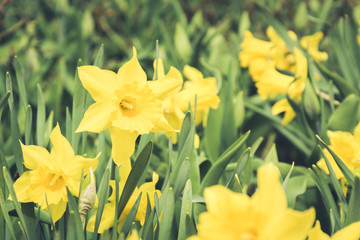 Many beautiful yellow daffodil in garden of spring sunny day. Floral pattern. Outdoors.
