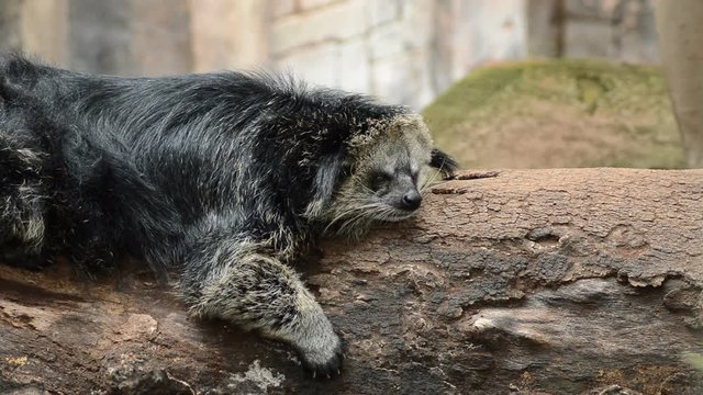 Binturong or Bearcat resting in a tree - Arctictis binturong