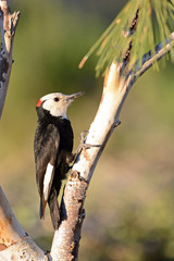 White-headed woodpecker on a perch. Male. Oregon, USA
