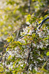 Blooming cherry tree in  springtime, selective focus