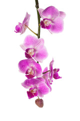 orchid isolated on white