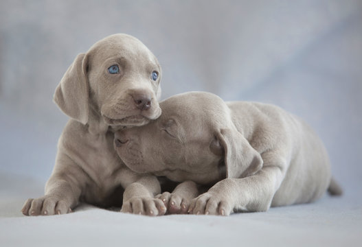 two puppies of weimaraner sitting on grey background