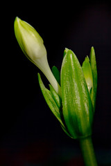 Flores fondo negro noche pimpollo