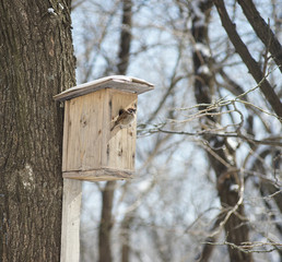 sparrow near the birdhouse in winter weather