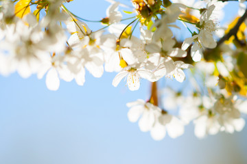 Cherry tree with flowers 