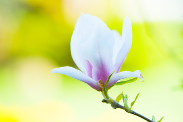 Closeup of a magnolia flower