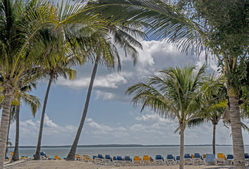 A row of beach chairs line the beach under swaying Palm Trees.