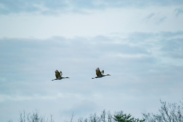 sandhill cranes 