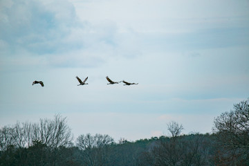 sandhill cranes 