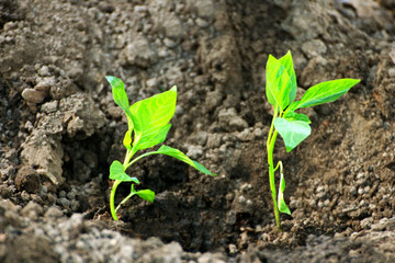 Two seedlings.