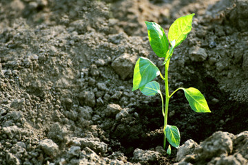 One seedling of pepper.